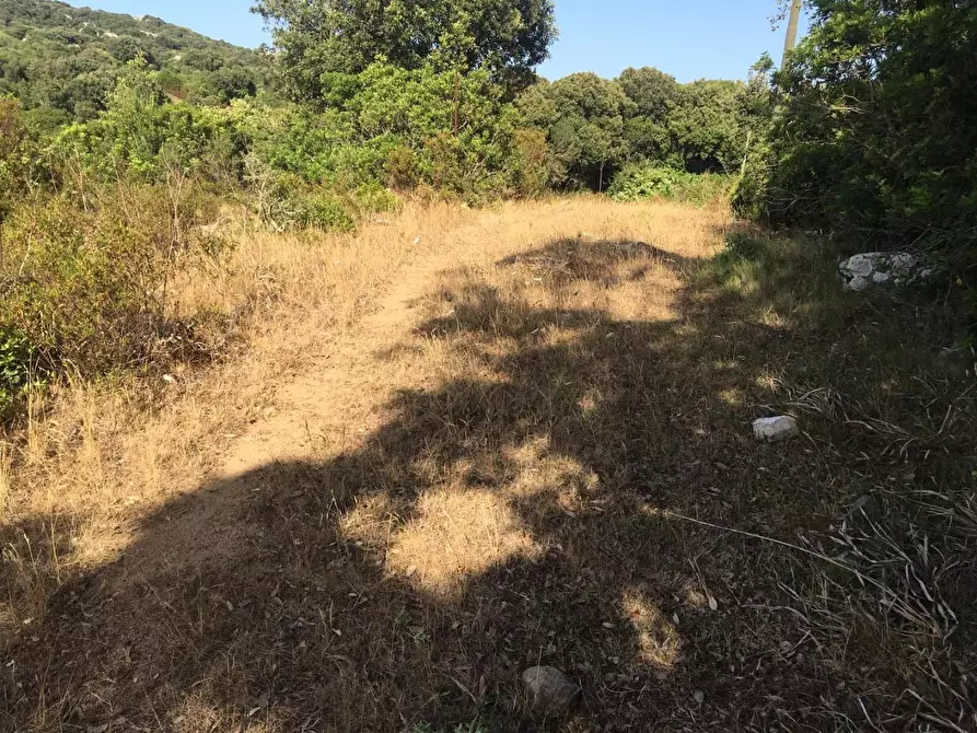 Immagine 14 di Terreno agricolo in vendita  a Luogosanto
