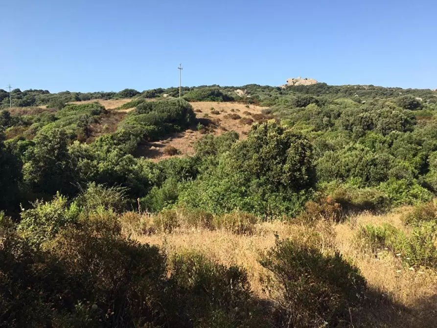 Immagine 13 di Terreno agricolo in vendita  a Luogosanto