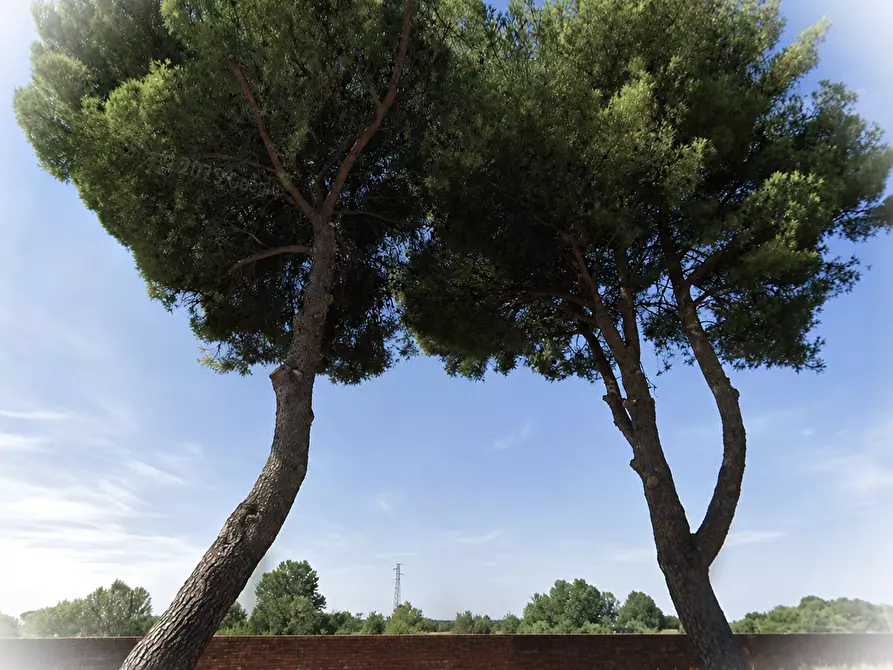 Immagine 6 di Casa indipendente in vendita  a Vicopisano