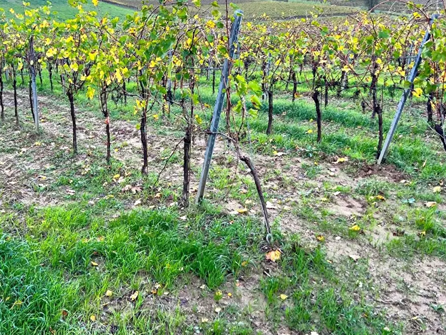 Immagine 2 di Casa colonica in vendita  a Cerreto Guidi