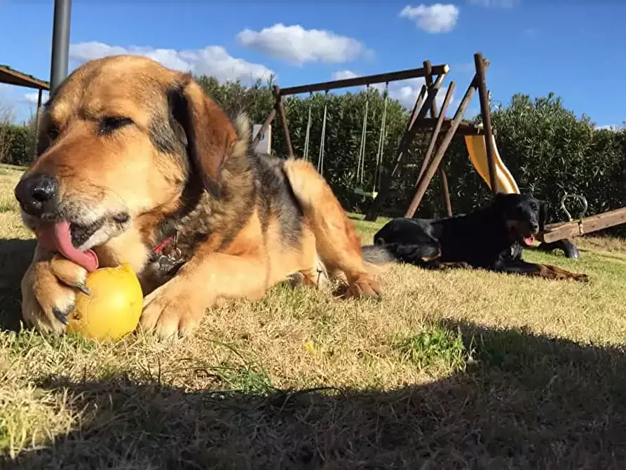 Immagine 4 di Casa colonica in vendita  a Castagneto Carducci