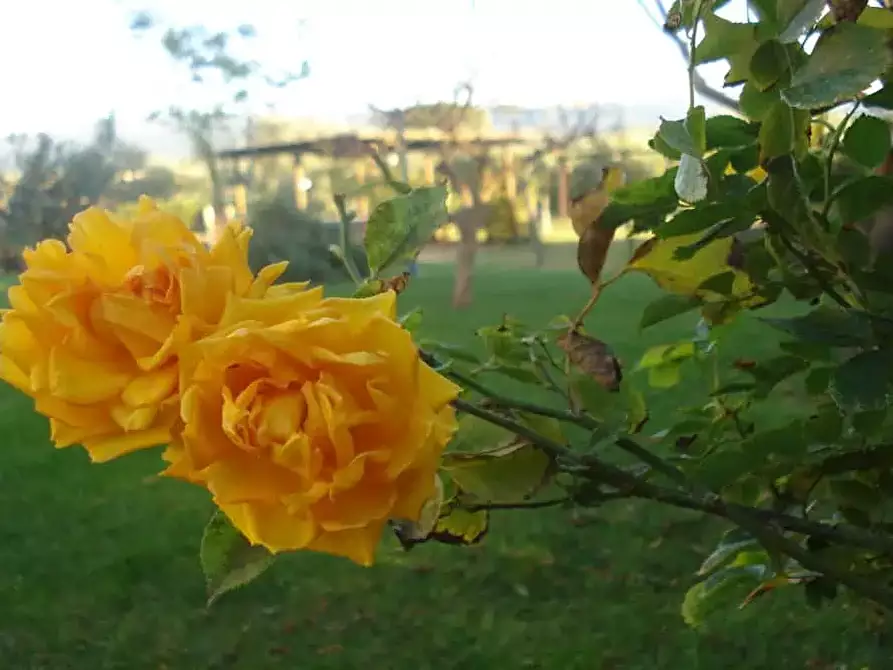 Immagine 13 di Casa colonica in vendita  a Castagneto Carducci