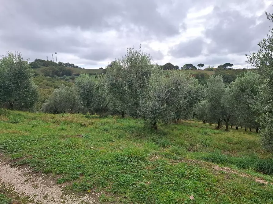 Immagine 9 di Rustico / casale in vendita  a Manciano