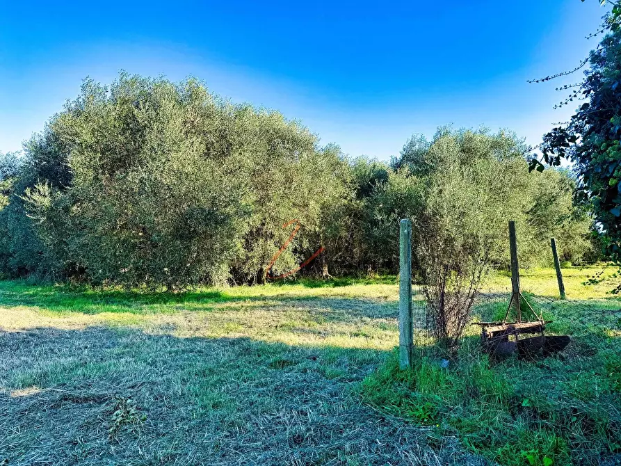 Immagine 40 di Casa colonica in vendita  a Castiglione Della Pescaia