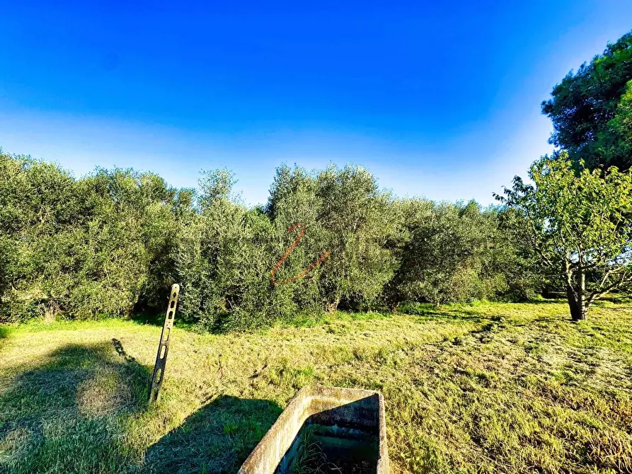 Immagine 42 di Casa colonica in vendita  a Castiglione Della Pescaia