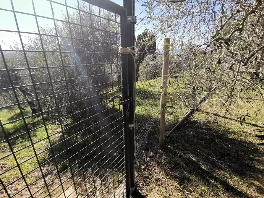 Immagine 55 di Casa indipendente in vendita  a Palaia