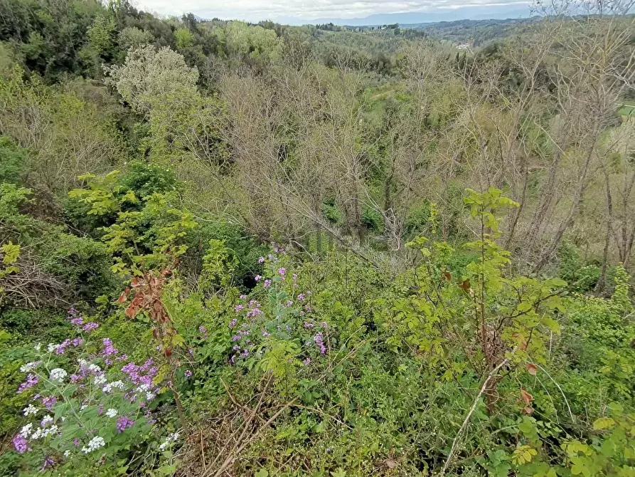 Immagine 11 di Casa colonica in vendita  a Palaia