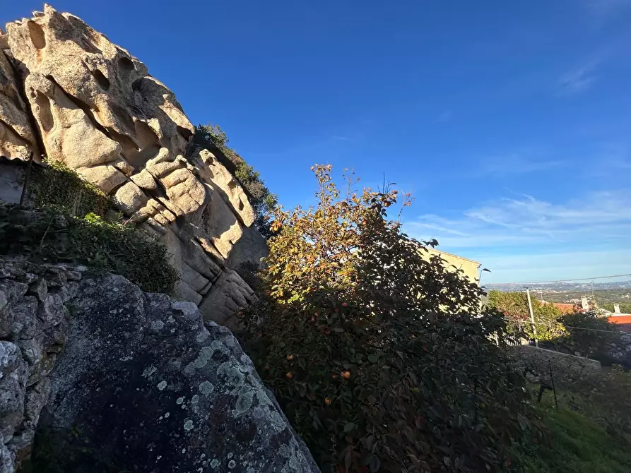 Immagine 62 di Terratetto in vendita  a Luogosanto
