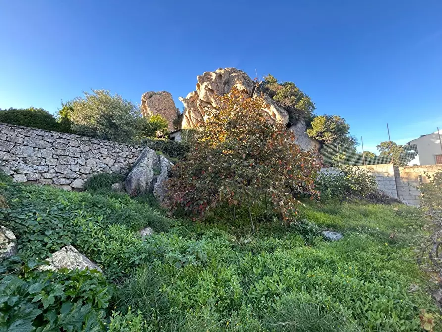 Immagine 61 di Terratetto in vendita  a Luogosanto