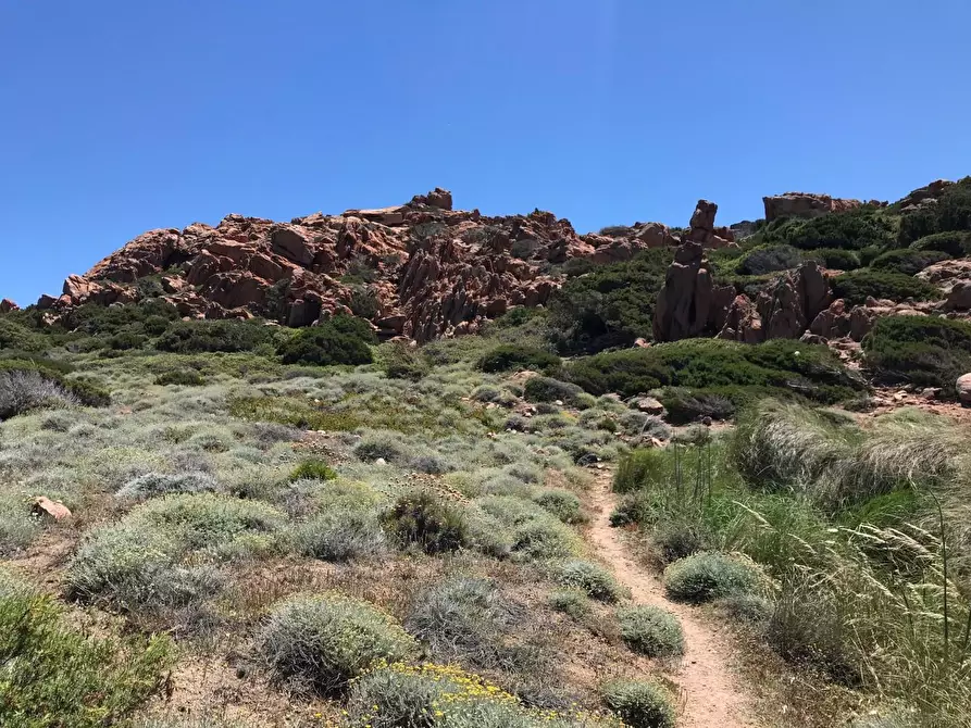 Immagine 41 di Casa colonica in vendita  a Trinità D'agultu E Vignola