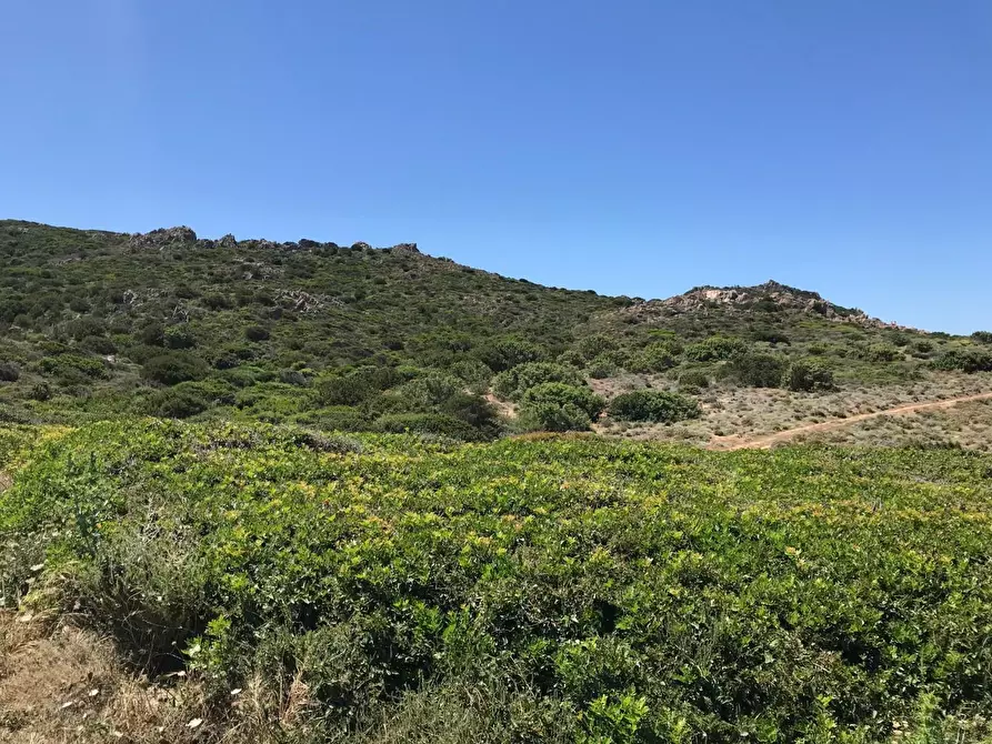 Immagine 21 di Casa colonica in vendita  a Trinità D'agultu E Vignola