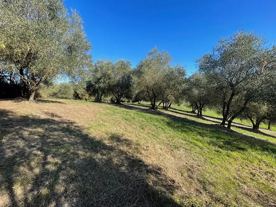 Immagine 5 di Casa colonica in vendita  a Siena
