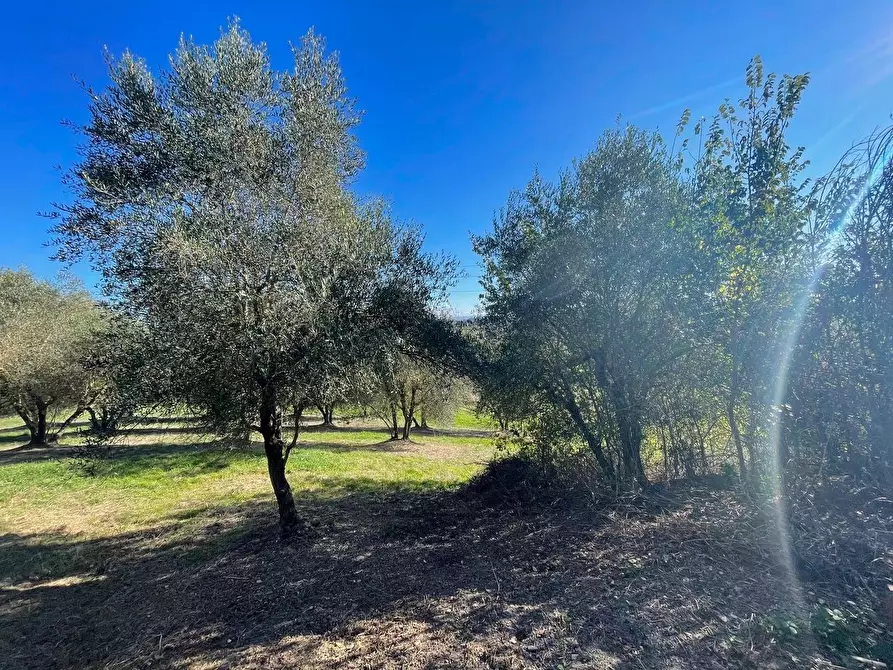Immagine 4 di Casa colonica in vendita  a Siena