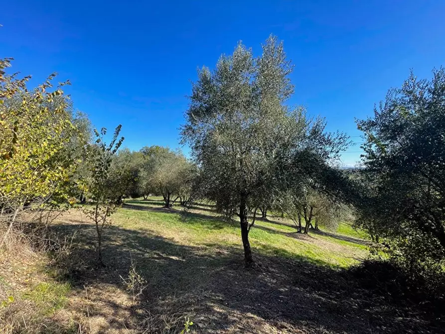 Immagine 3 di Casa colonica in vendita  a Siena