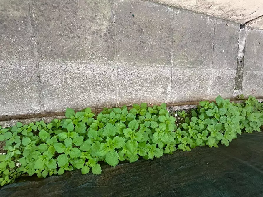 Immagine 17 di Appartamento in vendita  a Ponsacco