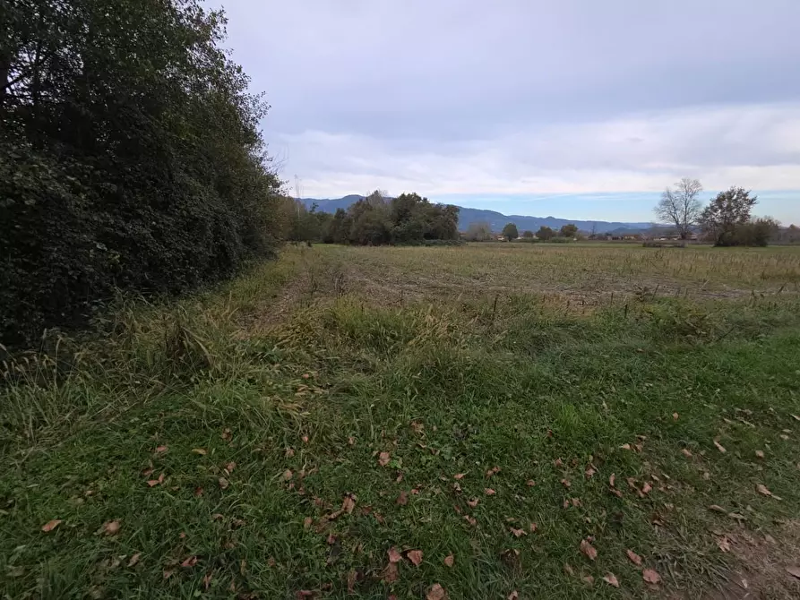 Immagine 2 di Terreno agricolo in vendita  a Capannori