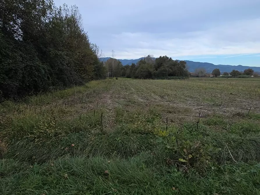 Immagine 4 di Terreno agricolo in vendita  a Capannori