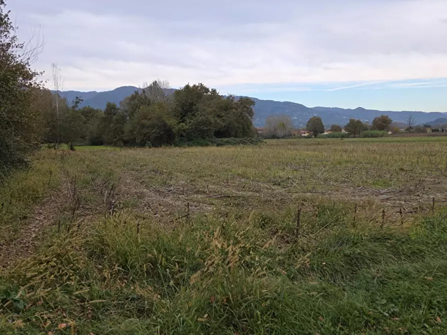 Immagine 3 di Terreno agricolo in vendita  a Capannori
