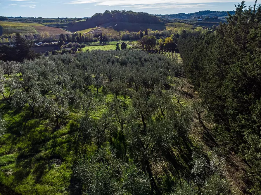 Immagine 5 di Azienda agricola in vendita  a Empoli
