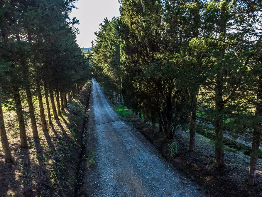 Immagine 8 di Azienda agricola in vendita  a Empoli
