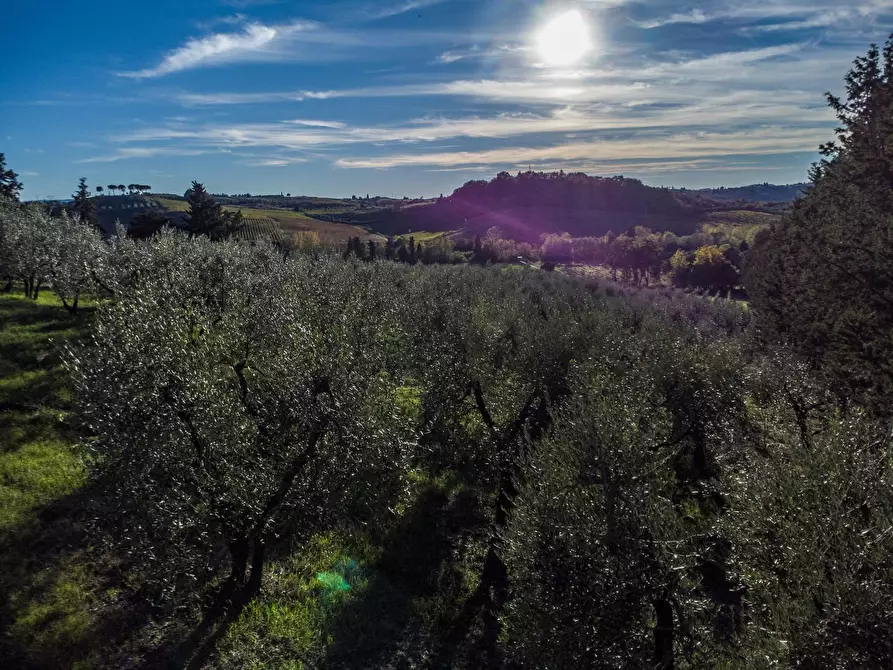 Immagine 6 di Azienda agricola in vendita  a Empoli