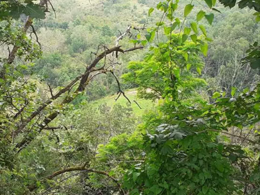 Immagine 6 di Terreno agricolo in vendita  a Borgoratto Mormorolo
