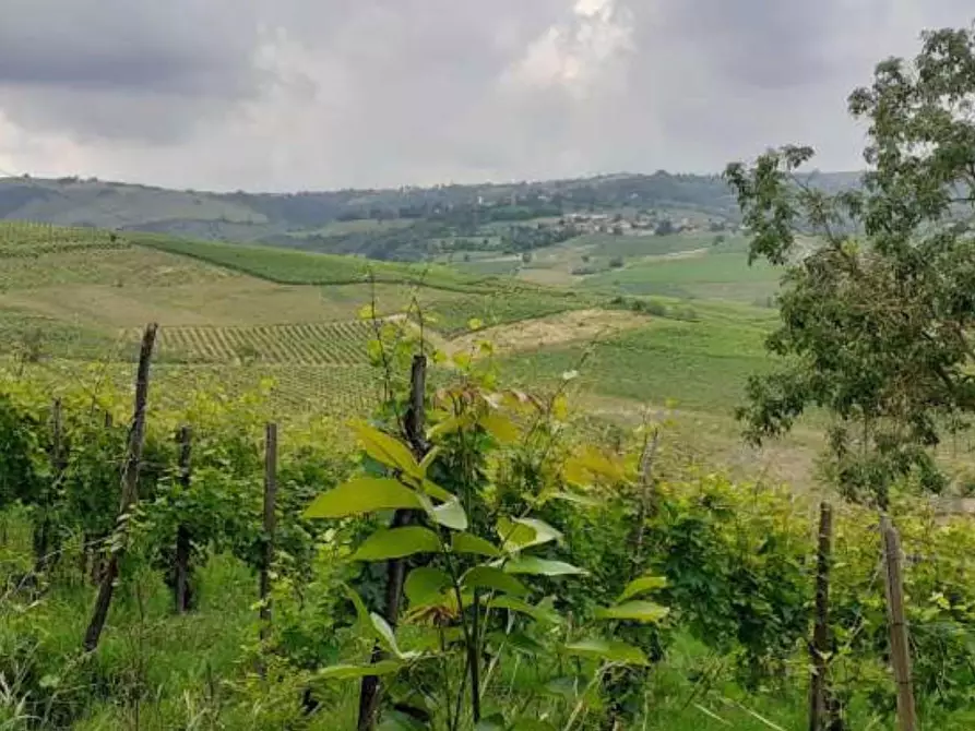 Immagine 7 di Terreno agricolo in vendita  a Borgoratto Mormorolo