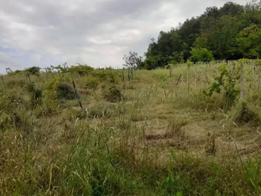 Immagine 10 di Terreno agricolo in vendita  a Borgoratto Mormorolo