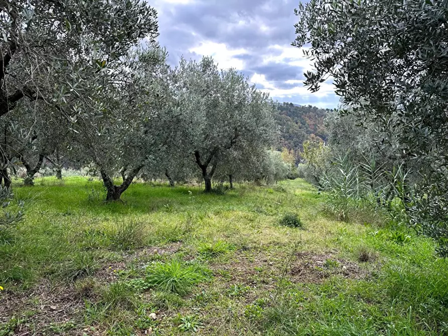 Immagine 34 di Casa colonica in vendita  a Marliana