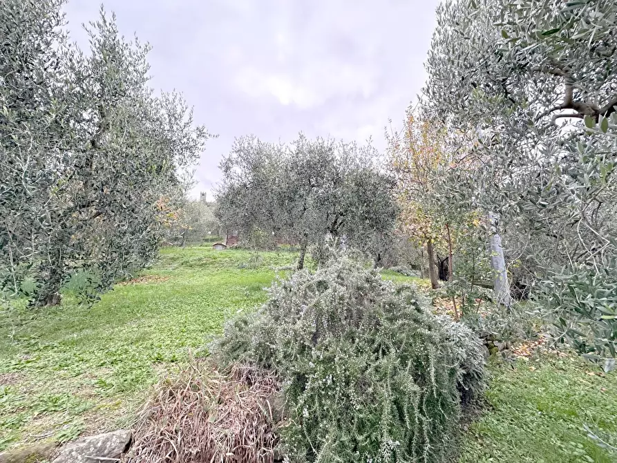 Immagine 25 di Rustico / casale in vendita  a Pescia