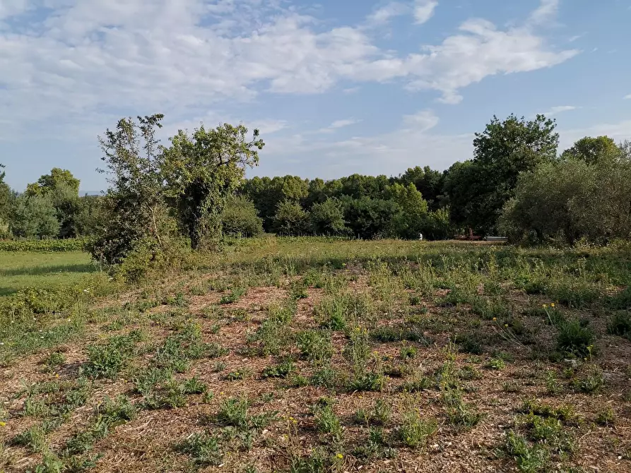 Immagine 2 di Terreno agricolo in vendita  a Bientina