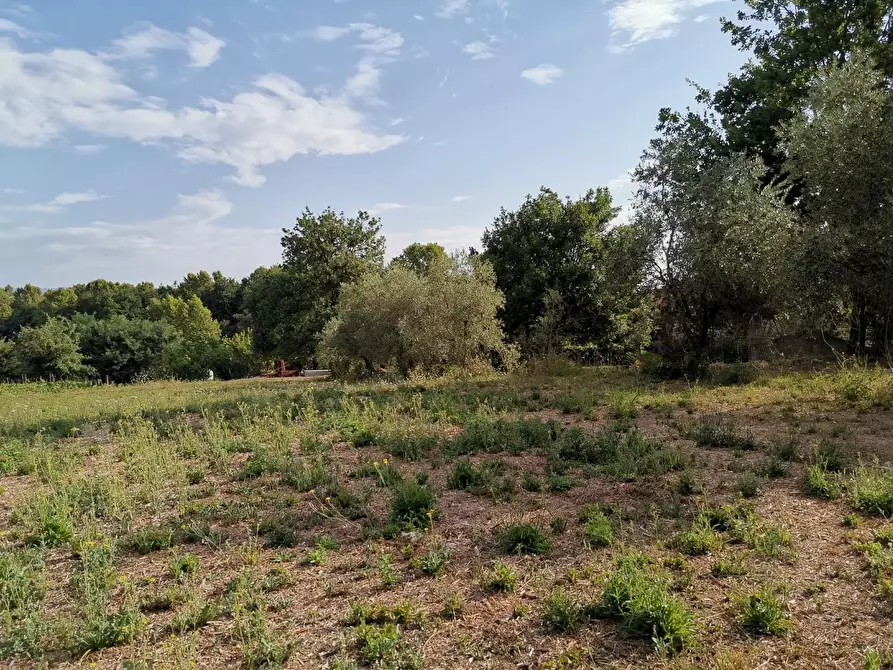Immagine 3 di Terreno agricolo in vendita  a Bientina