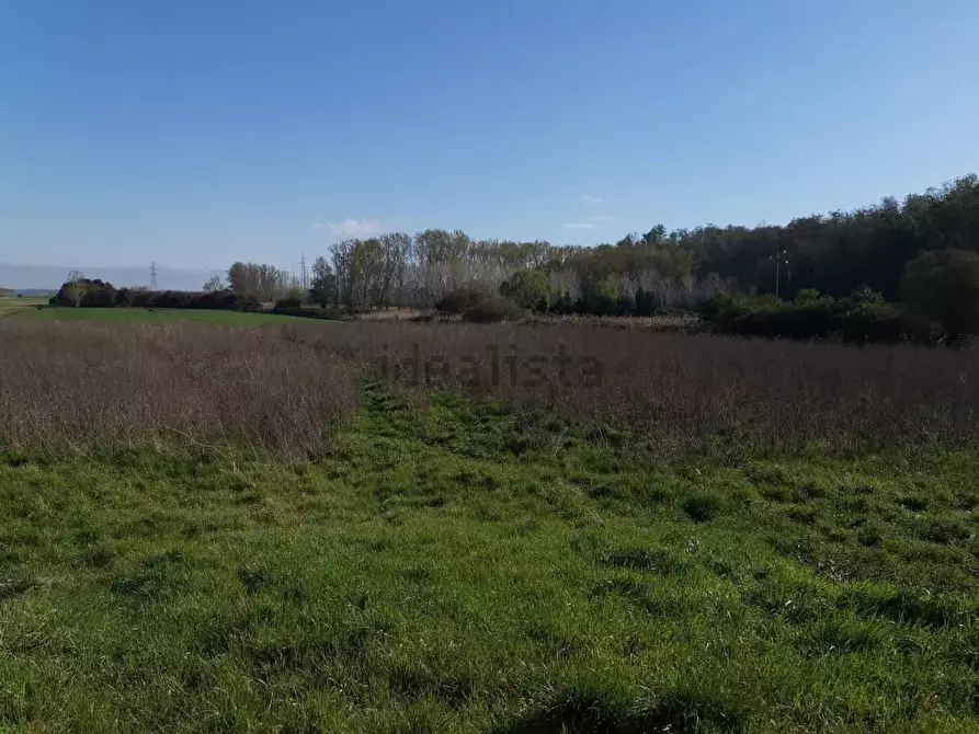 Immagine 5 di Terreno agricolo in vendita  a Bientina
