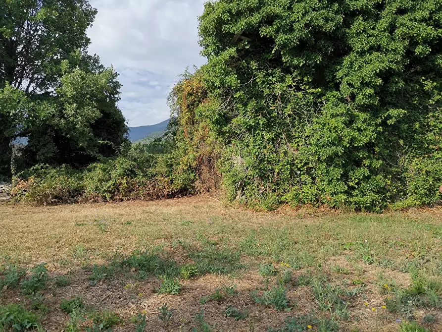 Immagine 4 di Terreno agricolo in vendita  a Bientina