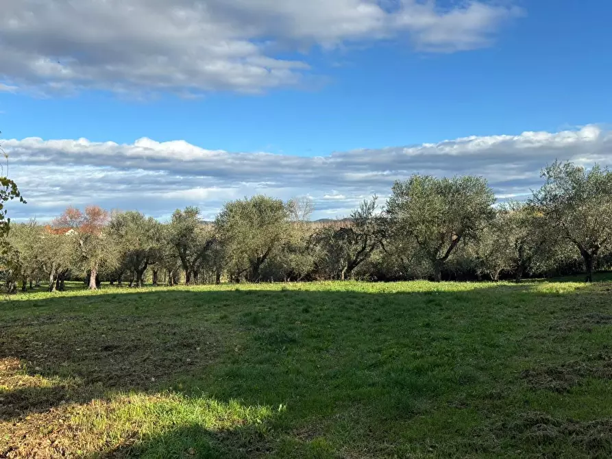 Immagine 3 di Terreno residenziale in vendita  a Terricciola