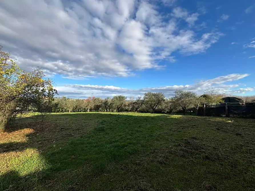 Immagine 5 di Terreno residenziale in vendita  a Terricciola