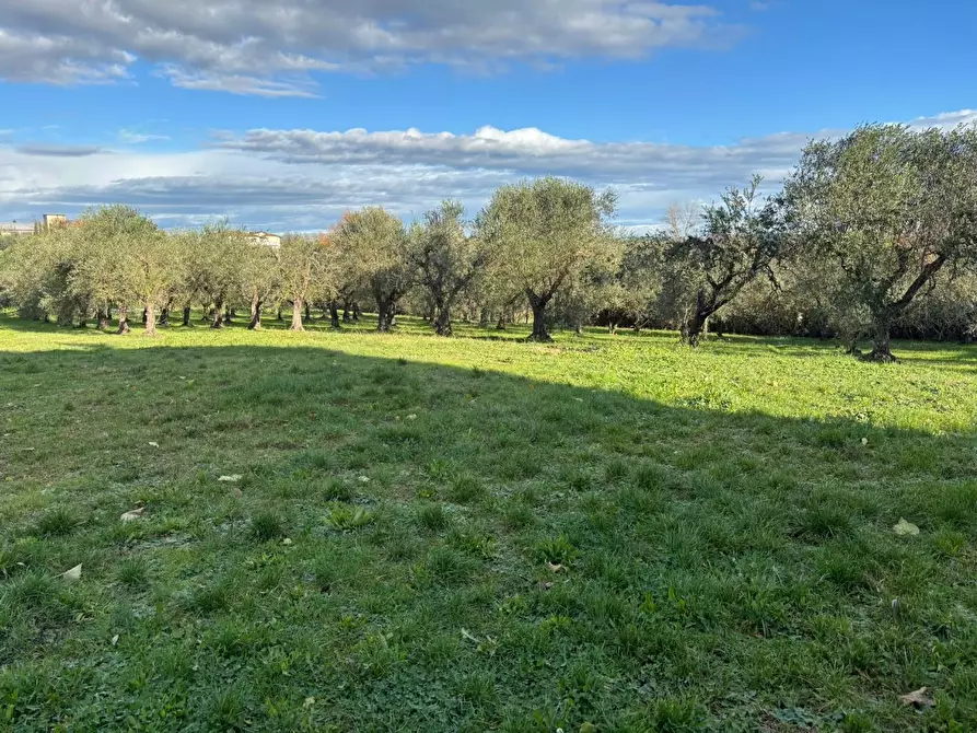 Immagine 2 di Terreno residenziale in vendita  a Terricciola
