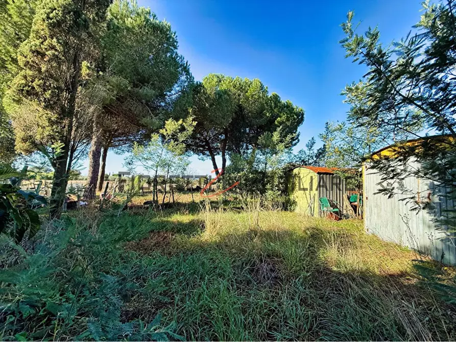 Immagine 5 di Terreno agricolo in vendita  a Piombino
