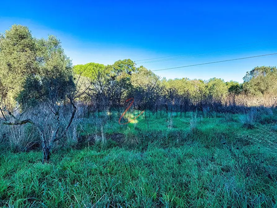 Immagine 12 di Terreno agricolo in vendita  a Piombino