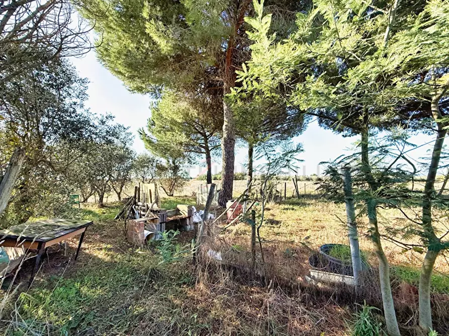 Immagine 8 di Terreno agricolo in vendita  a Piombino