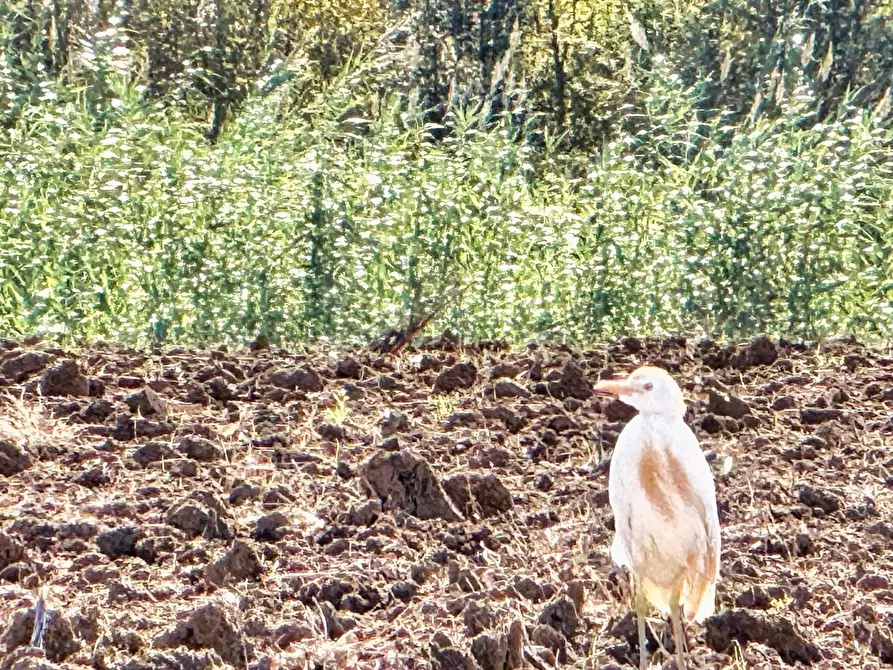 Immagine 16 di Terreno agricolo in vendita  a Piombino
