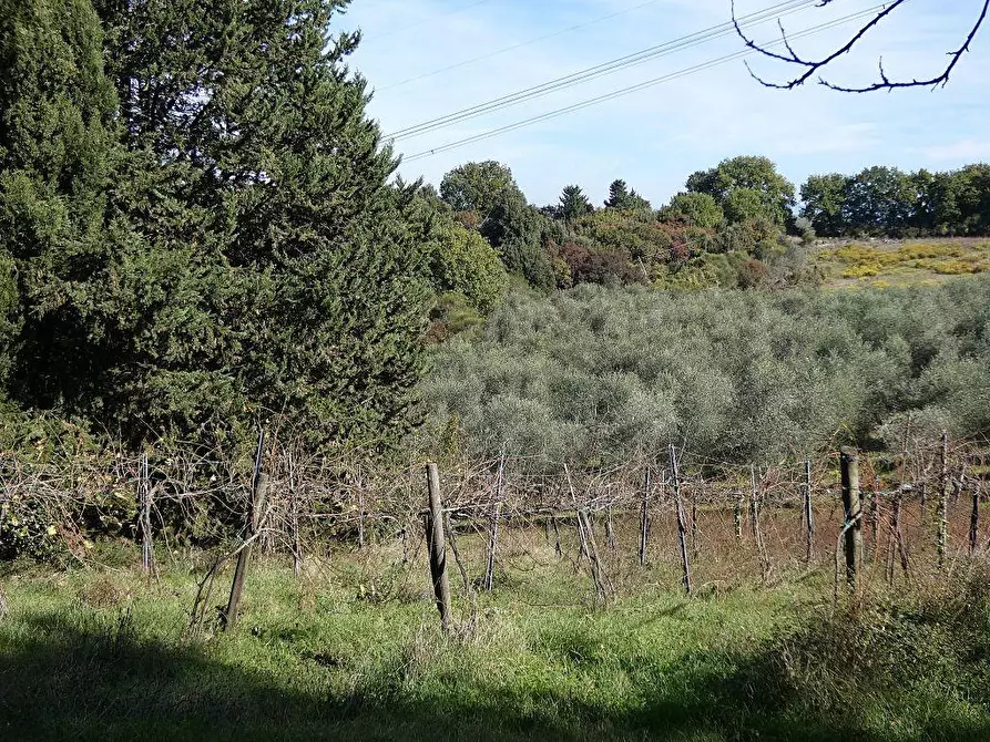 Immagine 12 di Casa colonica in vendita  a San Gimignano
