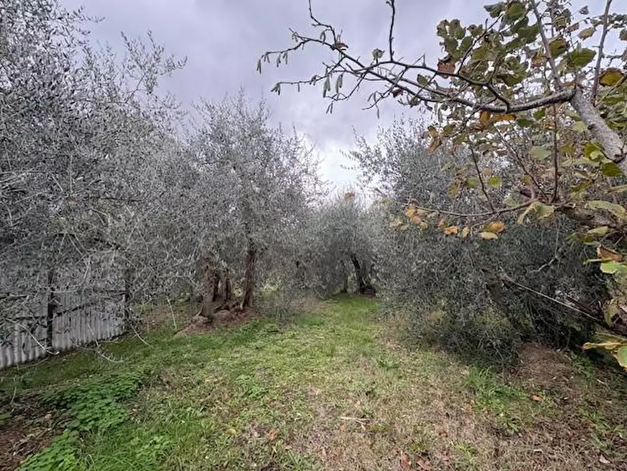 Immagine 37 di Terratetto in vendita  a Casciana Terme Lari