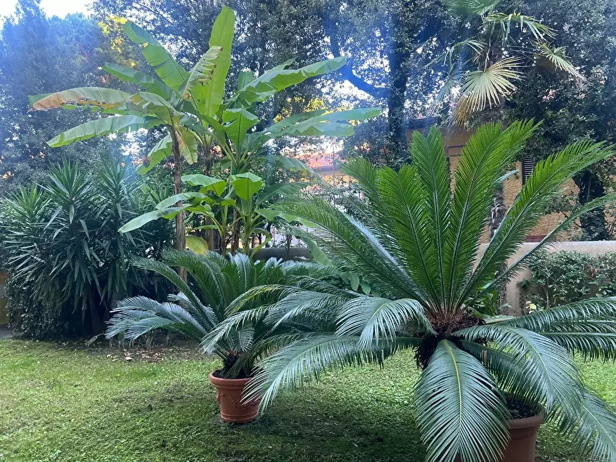 Immagine 4 di Appartamento in vendita  a Viareggio