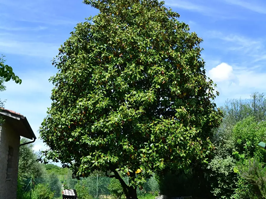 Immagine 5 di Villa in vendita  a Siena