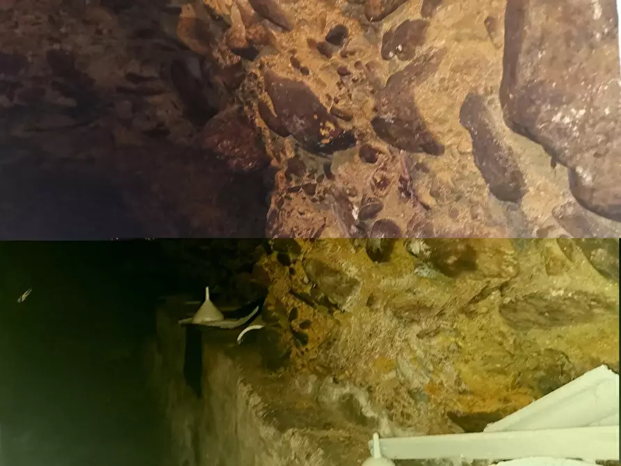 Immagine 36 di Terratetto in affitto  a Buti