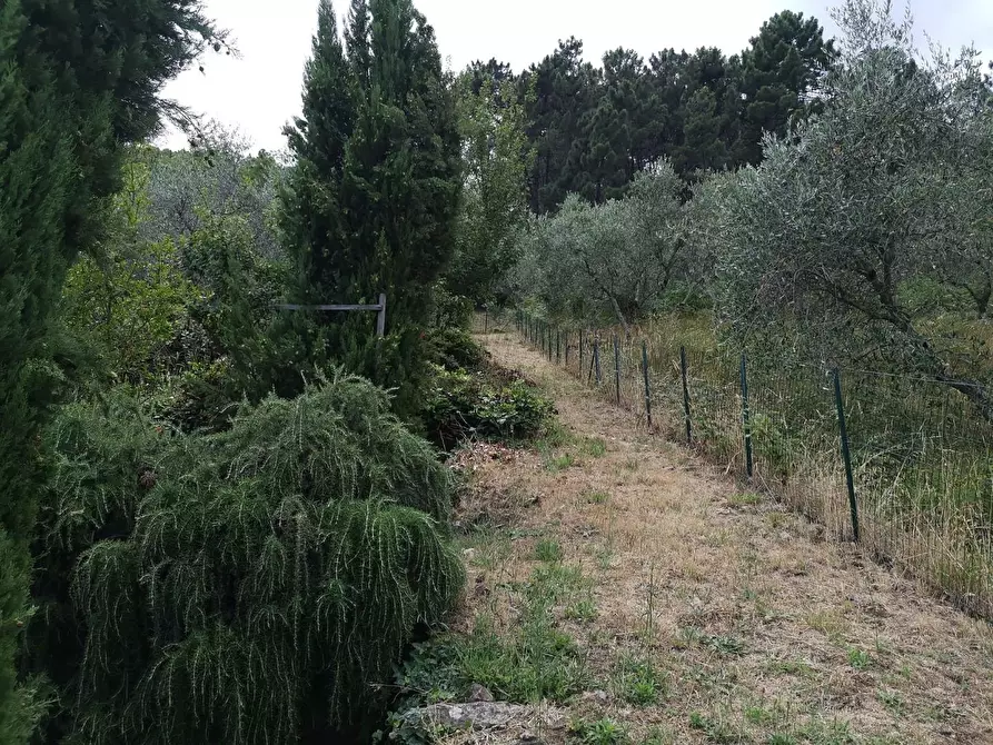 Immagine 14 di Villa in vendita  a Buti