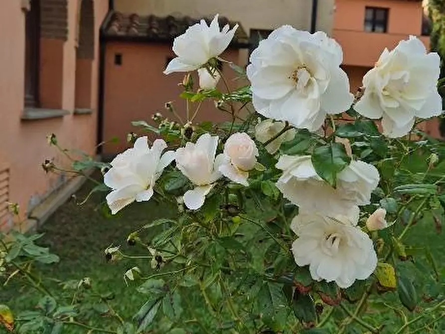 Immagine 6 di Casa trifamiliare in vendita  a Campiglia Marittima