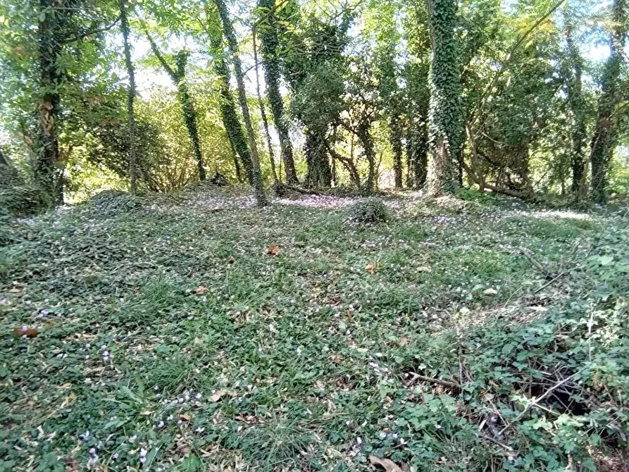 Immagine 39 di Rustico / casale in vendita  a Camaiore