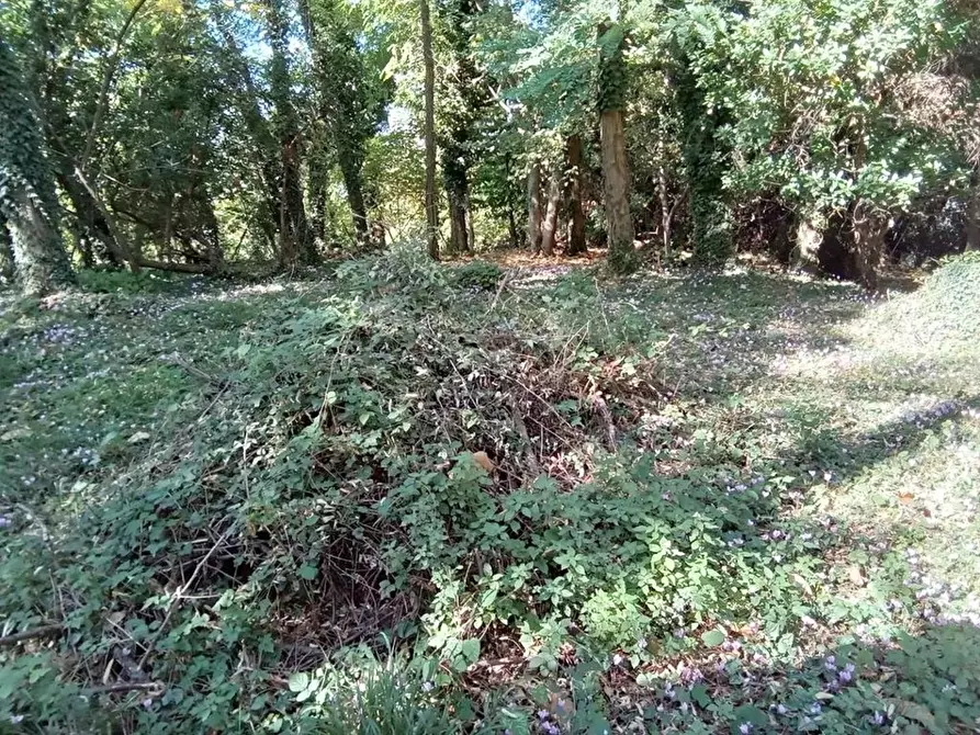 Immagine 38 di Rustico / casale in vendita  a Camaiore